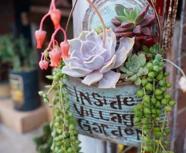 当破铜烂铁碰上多肉，这美度居然还能翻倍