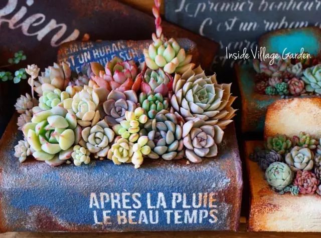 当破铜烂铁碰上多肉，这美度居然还能翻倍