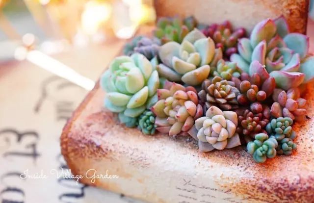 当破铜烂铁碰上多肉，这美度居然还能翻倍