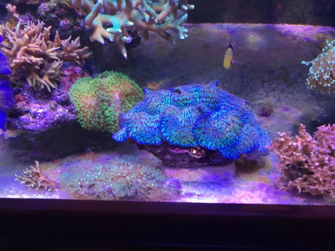 一周才打理一次的90骨缸，这状态我不信