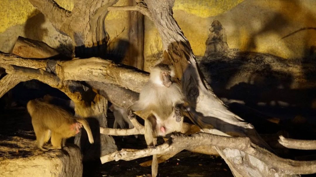 魔都顶级夜场,魔都每周热门夜店活动推荐