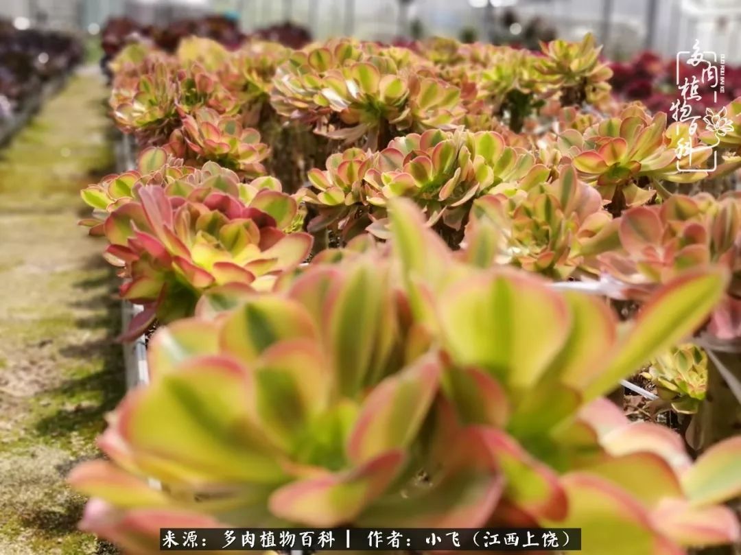 多肉法师品种科普之常见法师锦,法师多肉新品种锦光辉