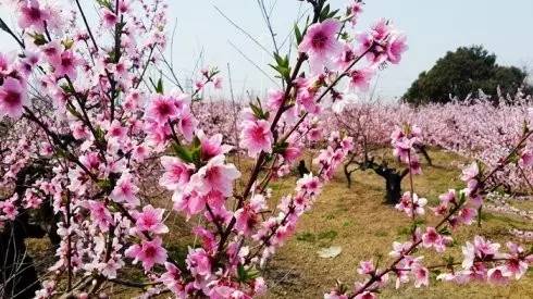 上海松江9号线路名,松江话讲松江历史