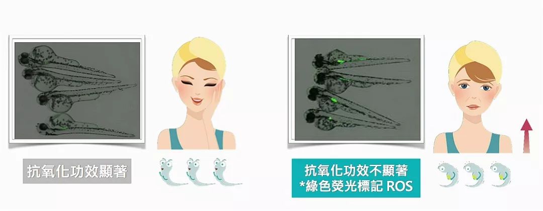 4成抗衰老眼霜抗衰老功效并不显著，同样功效的眼霜价格竟相差7倍？小鱼抗衰老眼霜绿鱼榜单为你揭晓