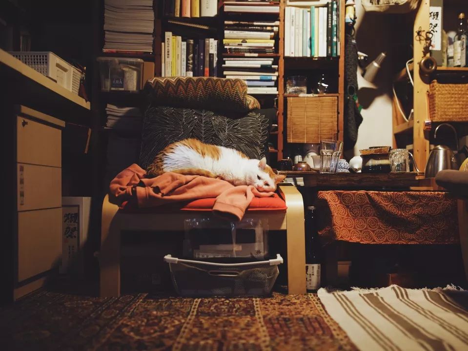 猫知道想主人吗,猫知道下雨下雪