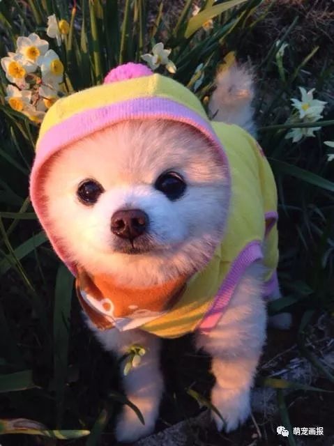 博美犬俊介君,日本博美犬俊介君