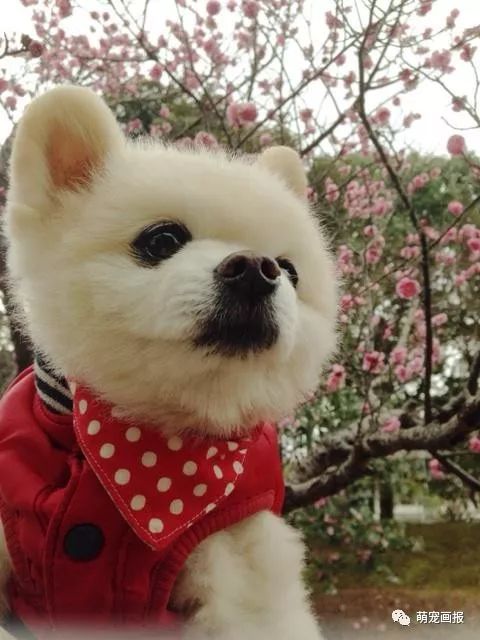 博美犬俊介君,日本博美犬俊介君