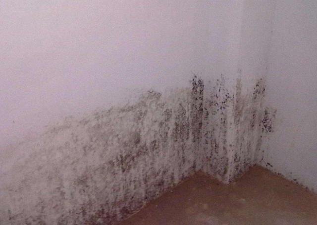 墙顶发霉要重新刷漆多久能入住,墙壁发霉掉漆怎么办