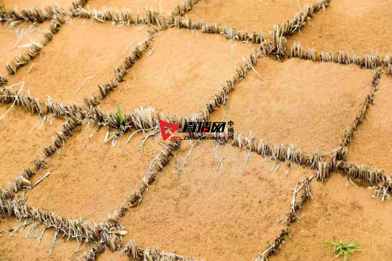 麦草方格里的中国治沙奇迹-中国“沙漠铁路”中卫工务段固*林沙**场治沙播绿纪实