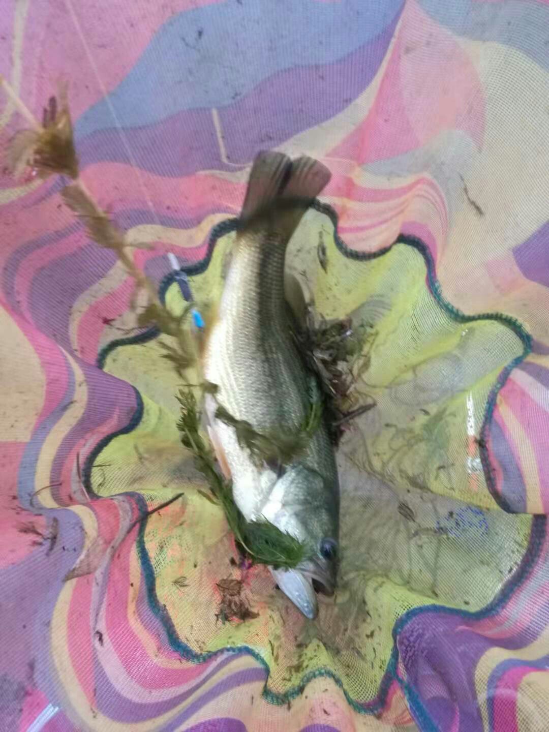 钓鱼爆护口诀100句,为钓鱼付出过哪些努力