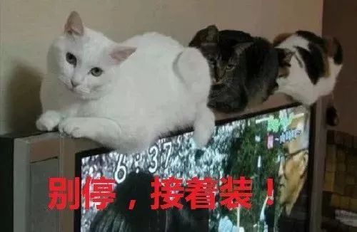 猫被领养后的真实生活,收养一只流浪猫几个月了野性难改