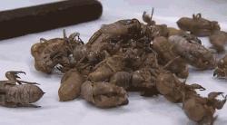 最伤肝的5种中药，不要经常吃！每个服中药的人都要注意