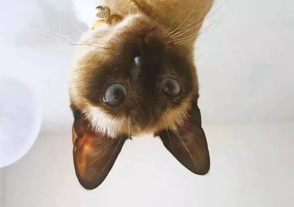 不需要排队就可以进costco,上海不用排队的汤包店