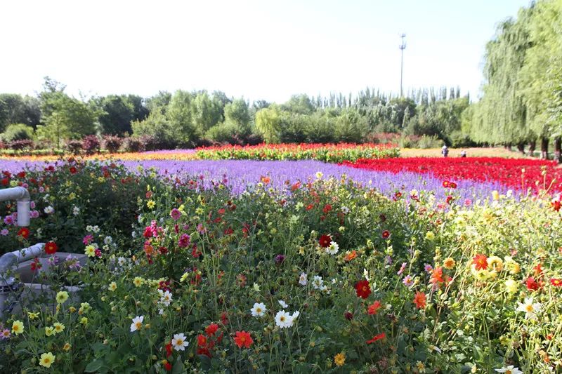 包头花海景点,包头花海美景