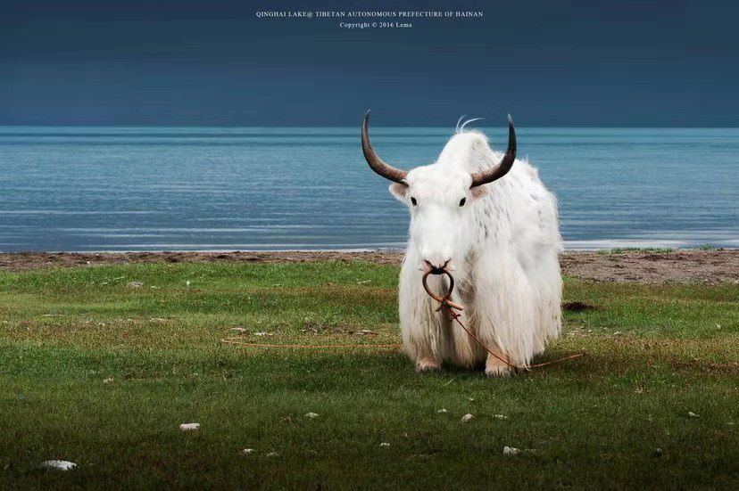 平湖免费景点推荐一下,平湖周边最近的动物园