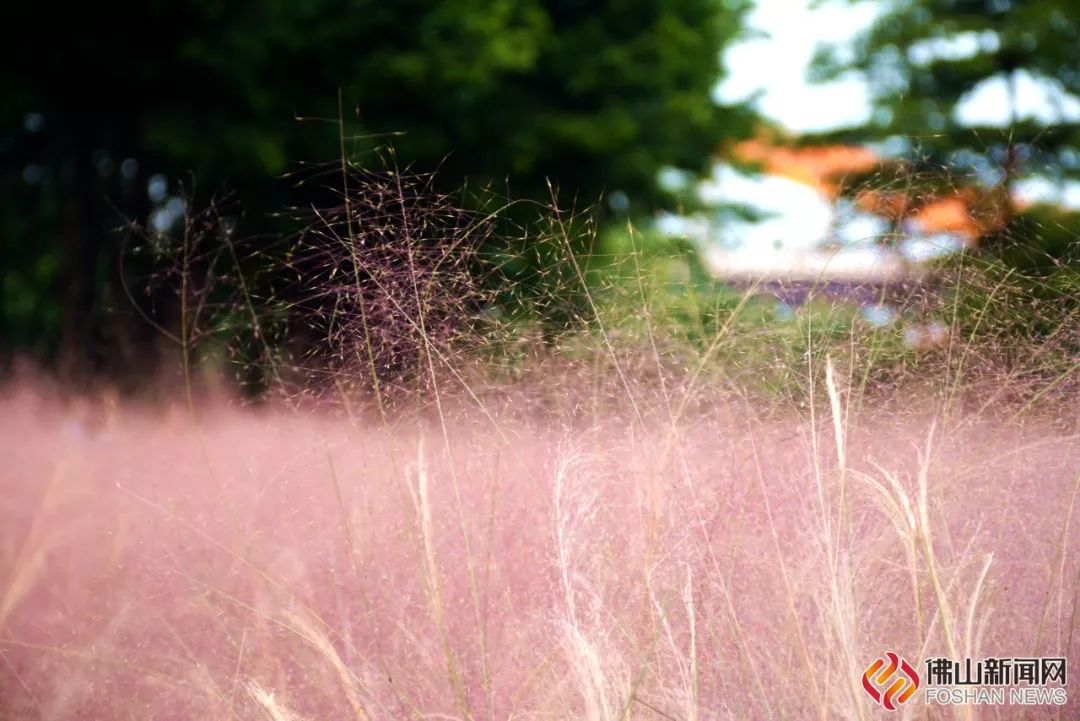 佛山南海区地铁沿线游玩好去处,佛山南海顺德一天游攻略