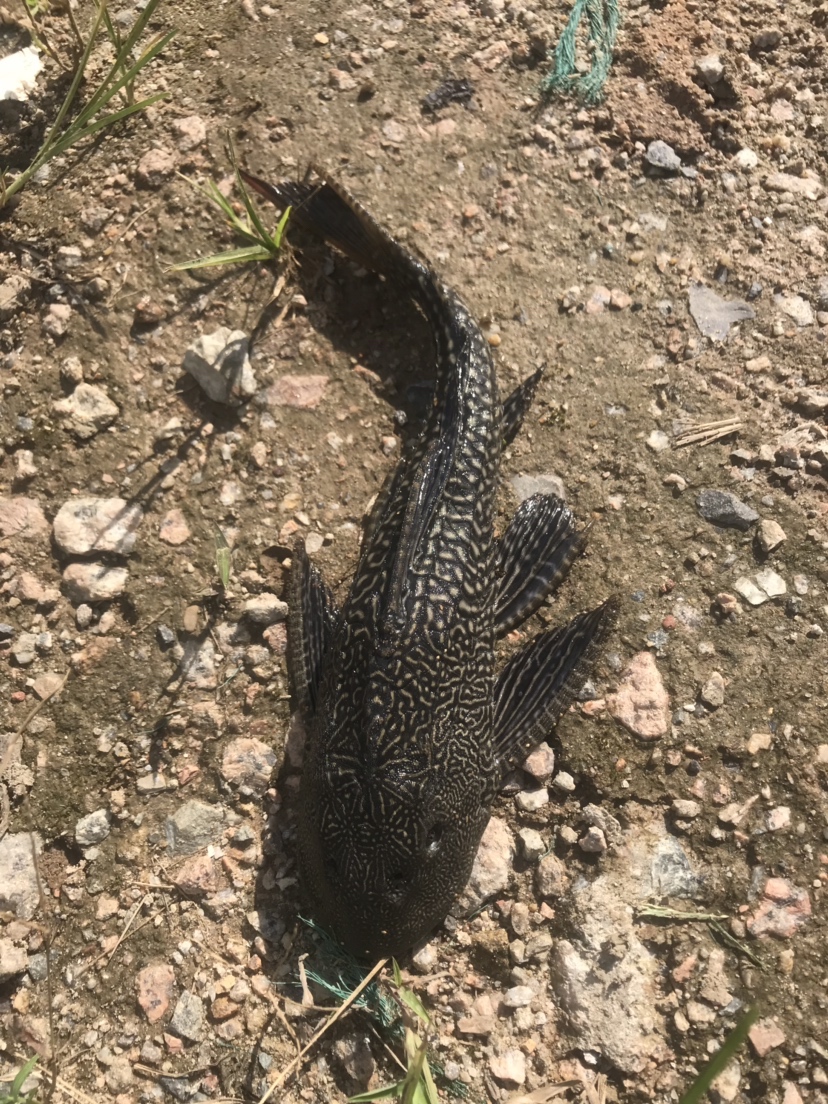 钓罗非防小罗非闹窝,钓罗非怎么避小罗非闹窝