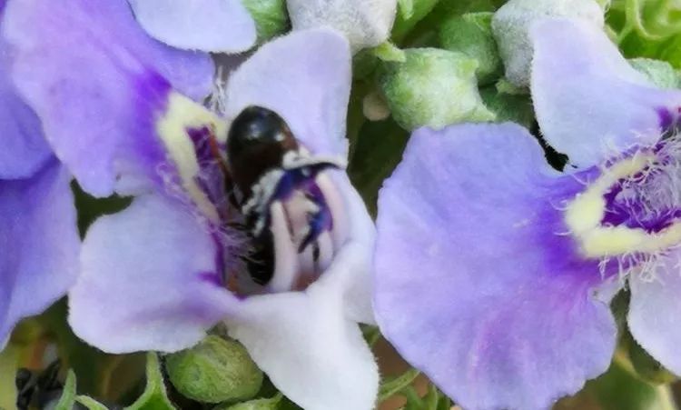 负荆请罪中的荆条,负荆请罪里的荆条
