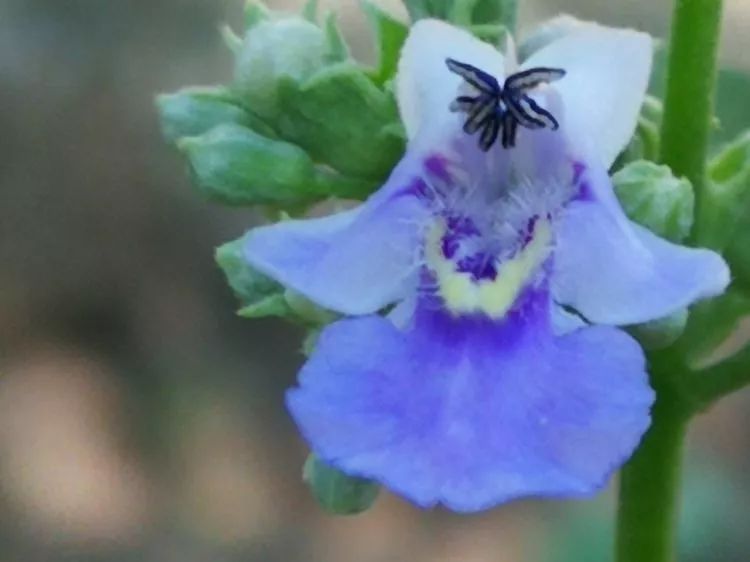 负荆请罪中的荆条,负荆请罪里的荆条