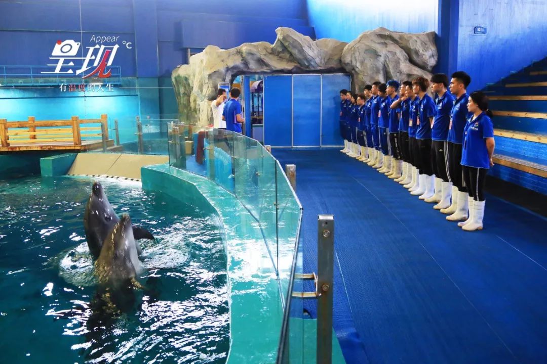 呈现|从海军战士到“海豚恋人”,人鱼相眷,恰似你的温柔……