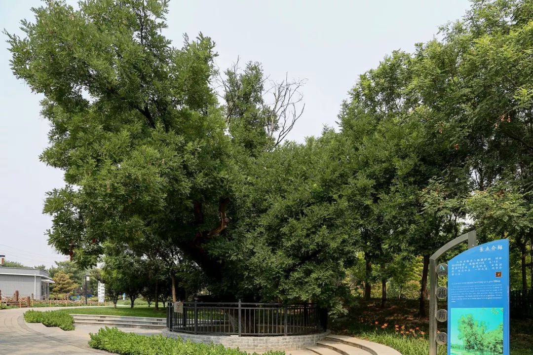 庆丰公园里的“活*物文**”文槐：将情怀刻在了骨子里