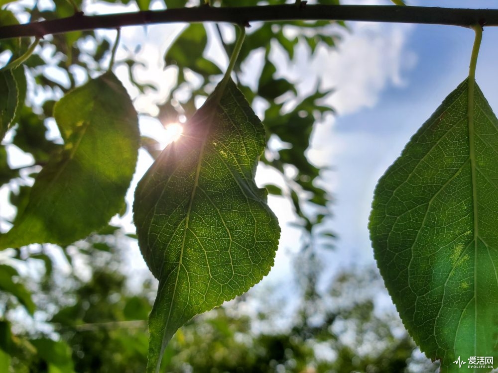 galaxynote10缺点,三星galaxynote10+国际版测评