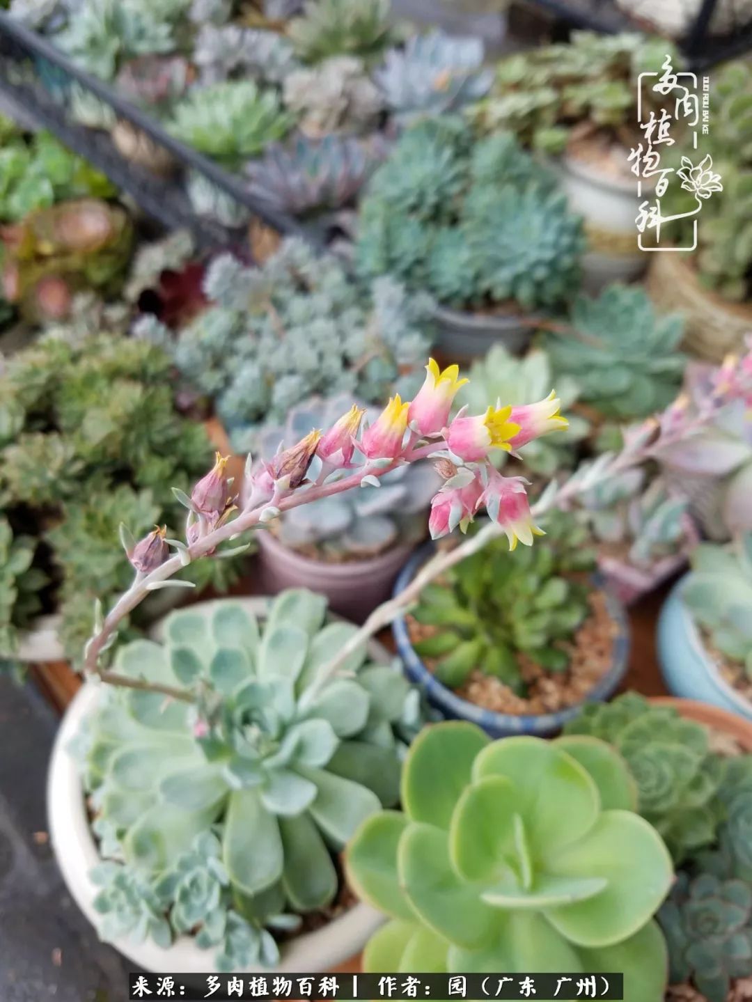 多肉粉色仙人球开花图片,开花最好看的多肉仙人球