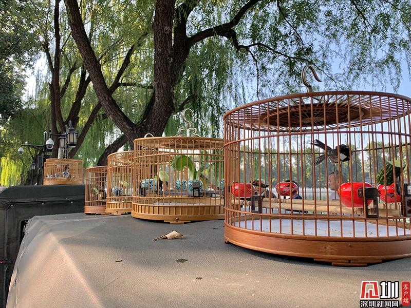 什刹海的旅游特色,什刹海旅游攻略北京最美景点推荐