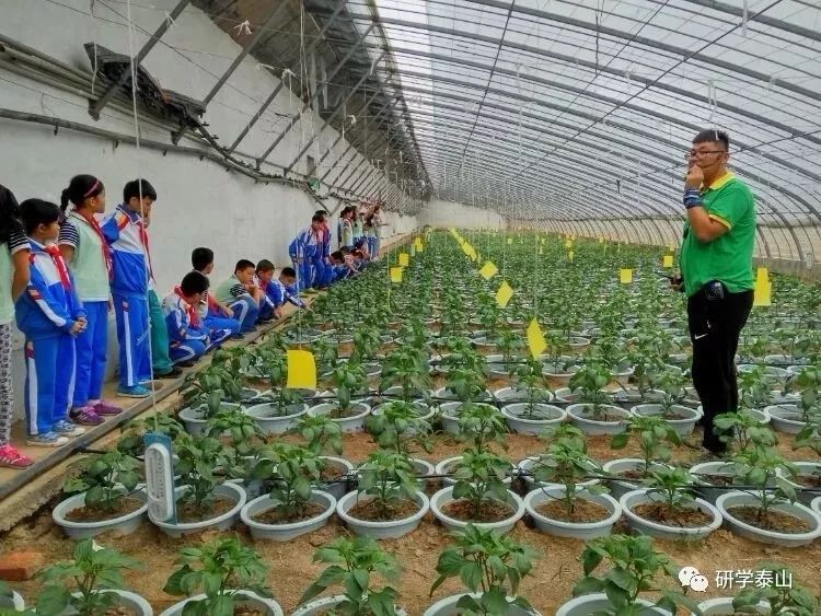 研学泰山,研学行万里探索知天下