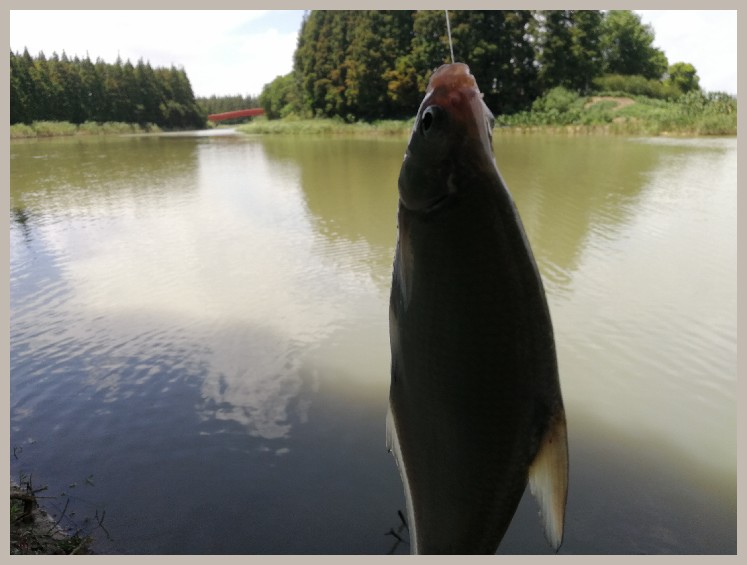 异地最后一次作钓，江鳊鱼获全部送邻居