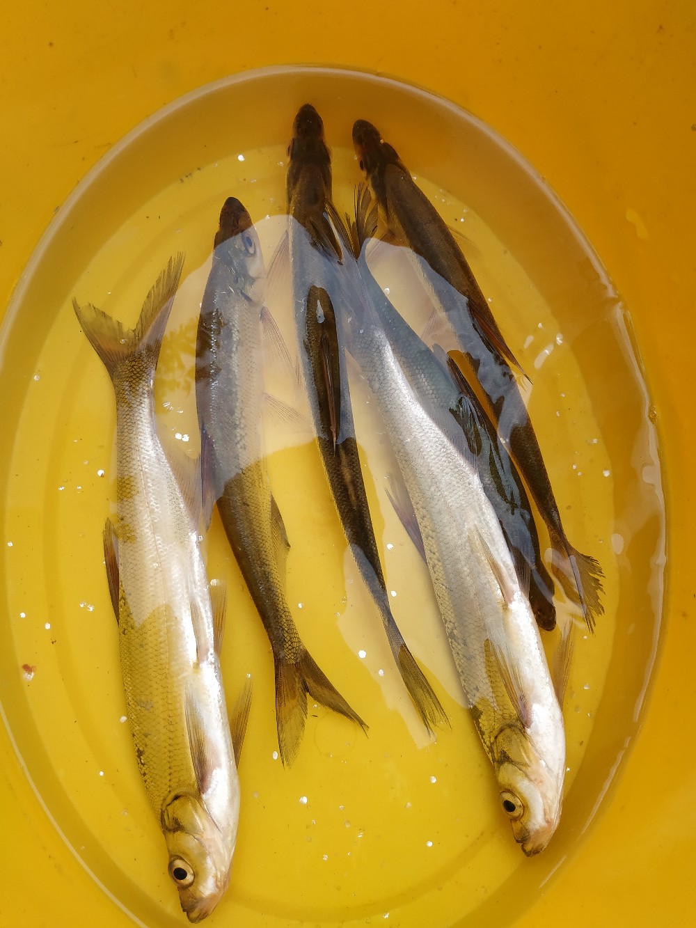 如何把握钓鱼时间,一天钓鱼最好时间段是中午吗