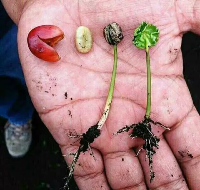 咖啡亲身体验制作过程,咖啡采摘方式及具体操作过程