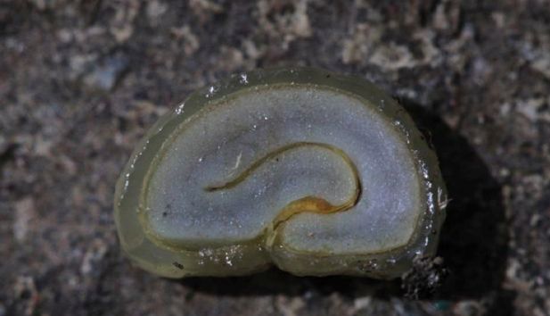 咖啡亲身体验制作过程,咖啡采摘方式及具体操作过程