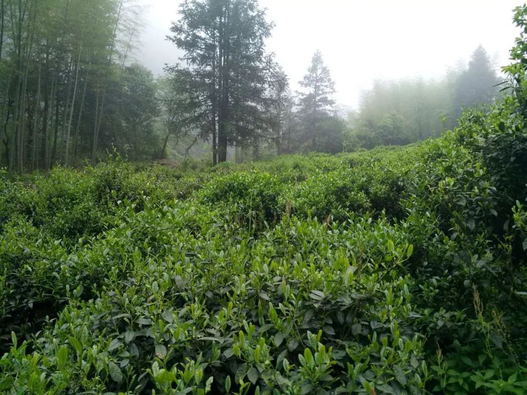 【庆祝中华人民共和国成立70周年】铅山有个“茶窝”叫平阳