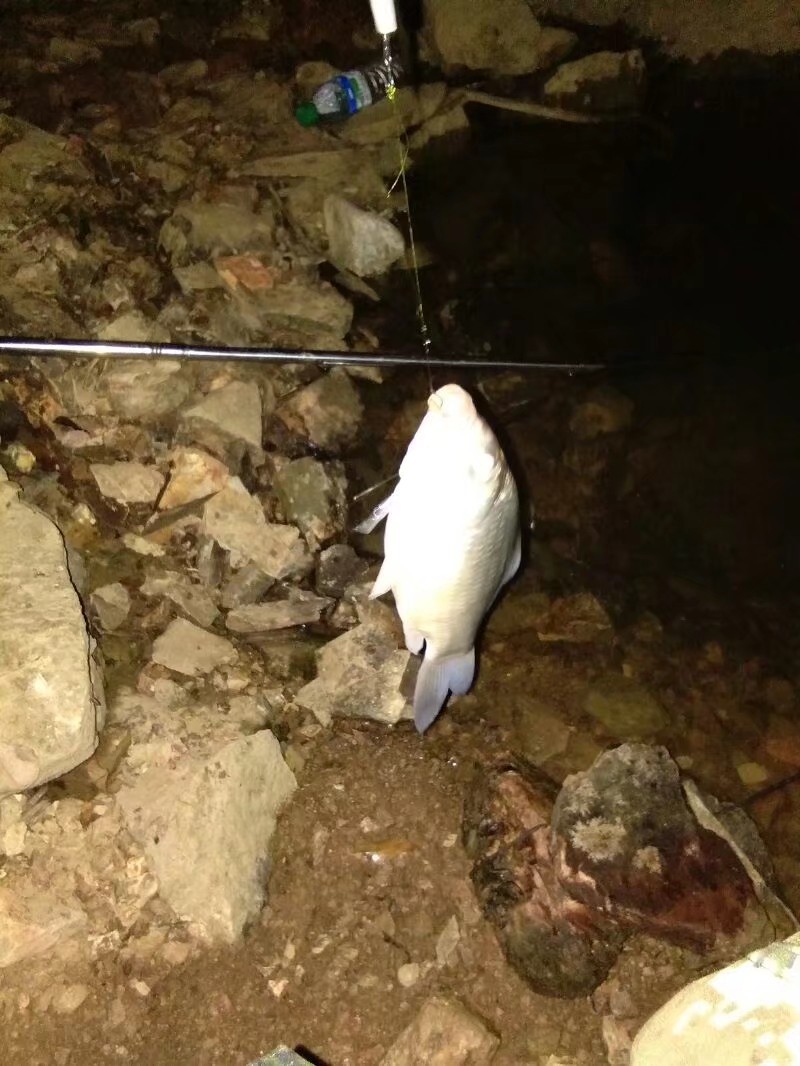 钓鱼已有几年，如今只能欣赏钓友钓鱼了...