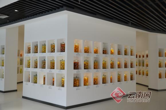 柑橘标本,柑橘博物馆项目