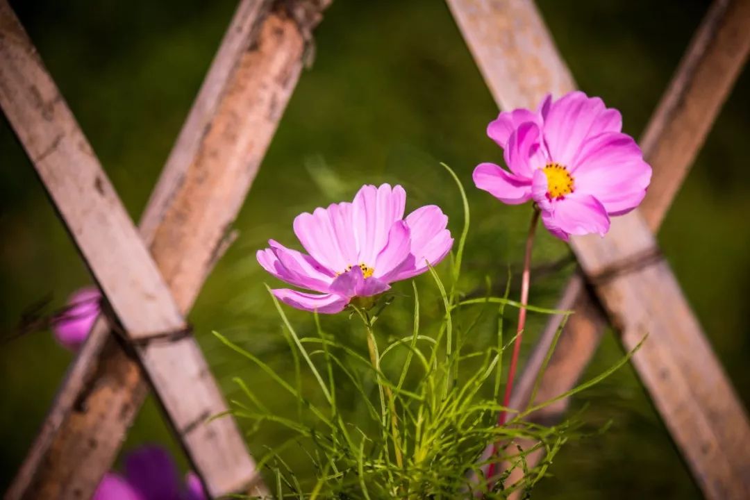 教师节感念师恩的诗句,教师节感念师恩800字
