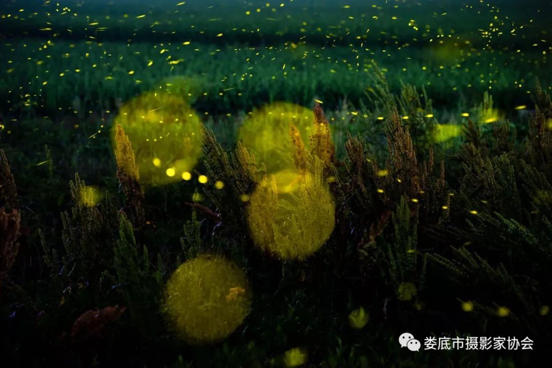 生态娄底美丽家园——【壮丽70年奋斗新时代】娄底首届风光摄影作品展览生态小品作品选登