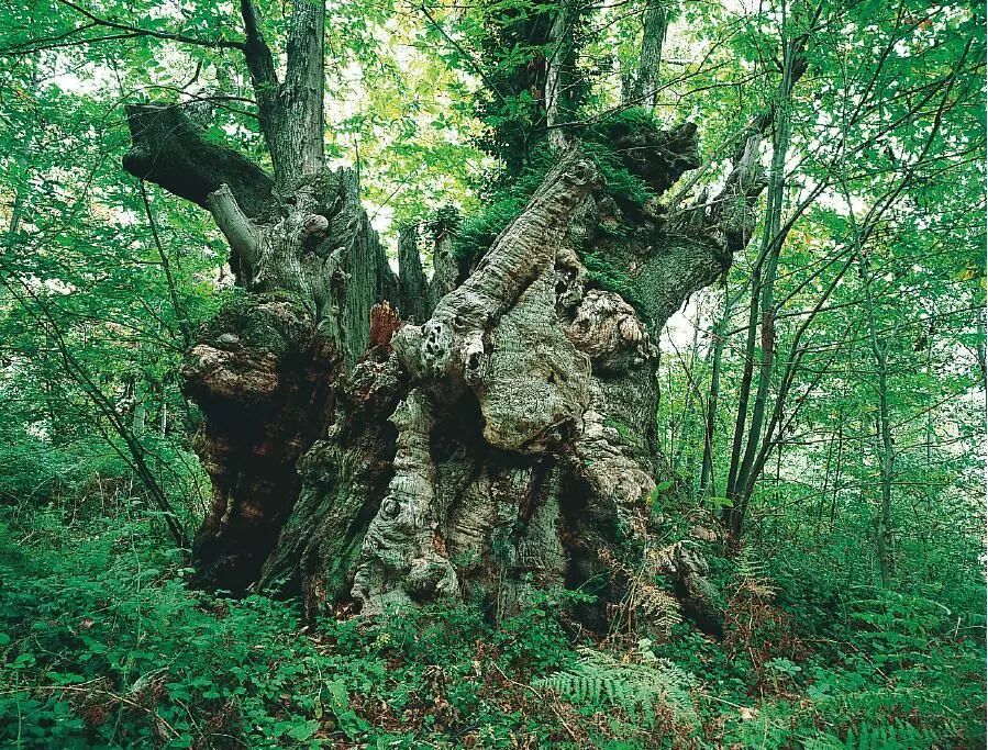 识别树木的最快方法,真假树木鉴别方法