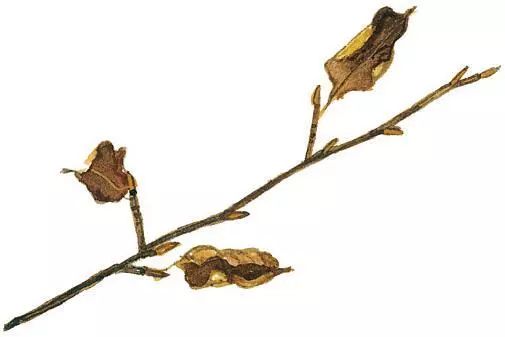 识别树木的最快方法,真假树木鉴别方法