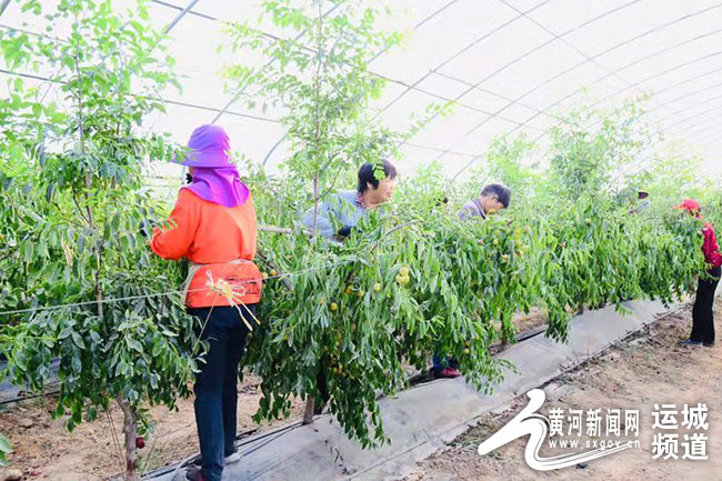 冬枣新品,绿色大冬枣