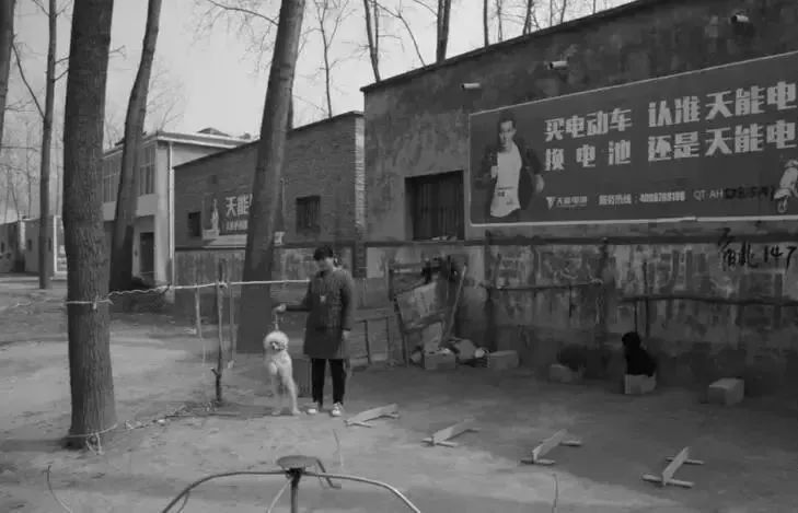 马戏团老虎逃脱后死亡,马戏团老虎脱逃最新结果