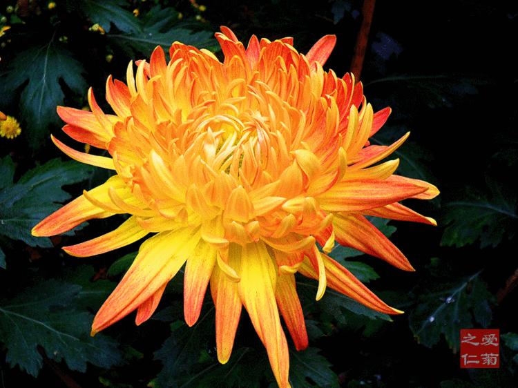 世界最美菊花图整整80种太珍贵了,世界上最美的菊花叫什么名字