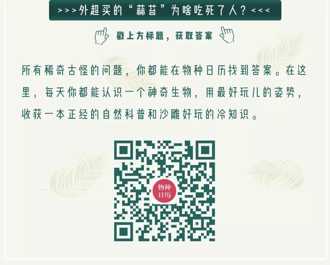 金枪鱼杀鱼的正确方法最快,金枪鱼怎么捕杀的