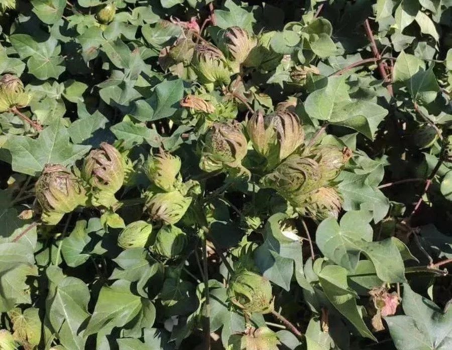 硫酸钾和氯化钾的复合肥区别,氯化钾与硫酸钾的肥效区别在哪里