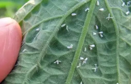 哪个城市出现大量小飞虫,项城满大街都是白色小飞虫