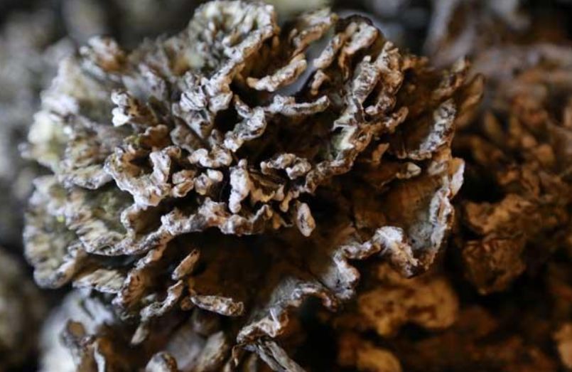 云南真的有很多毒蘑菇吗,云南的蘑菇真的那么毒吗