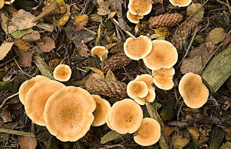 云南真的有很多毒蘑菇吗,云南的蘑菇真的那么毒吗