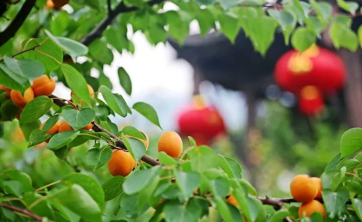 越青是什么星座,白桥是什么星座