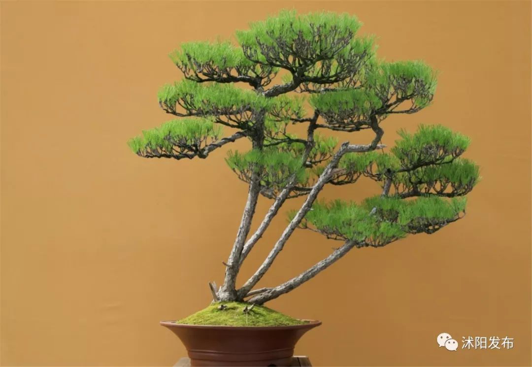 娌槼鏃呮父璺嚎鎺ㄨ崘,姹熻嫃娌槼鏃呮父鏀荤暐璺嚎